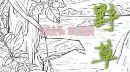 《野草》剧本杀复盘立意感人解读_凶手是谁故事还原解密